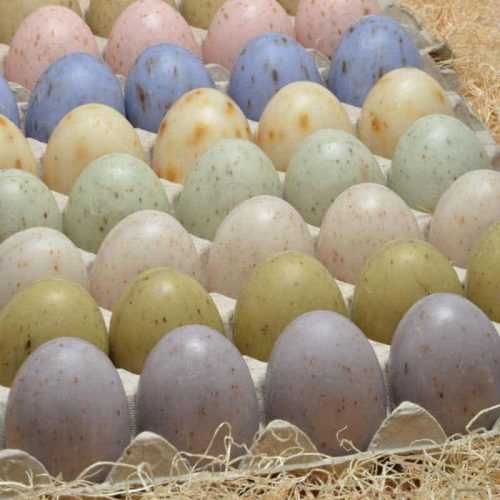Flat of 30 Assorted French Egg Soaps